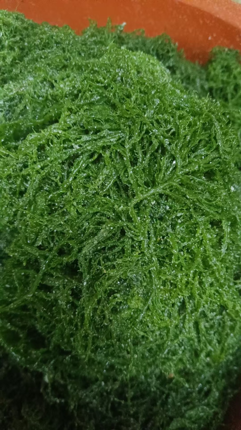 产地直发霞浦盐渍龙须菜凉拌菜海产海藻草海发菜鹿角菜商用