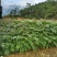 《香椿苗》贵州基地直发对接全国成活率高提供技术指导