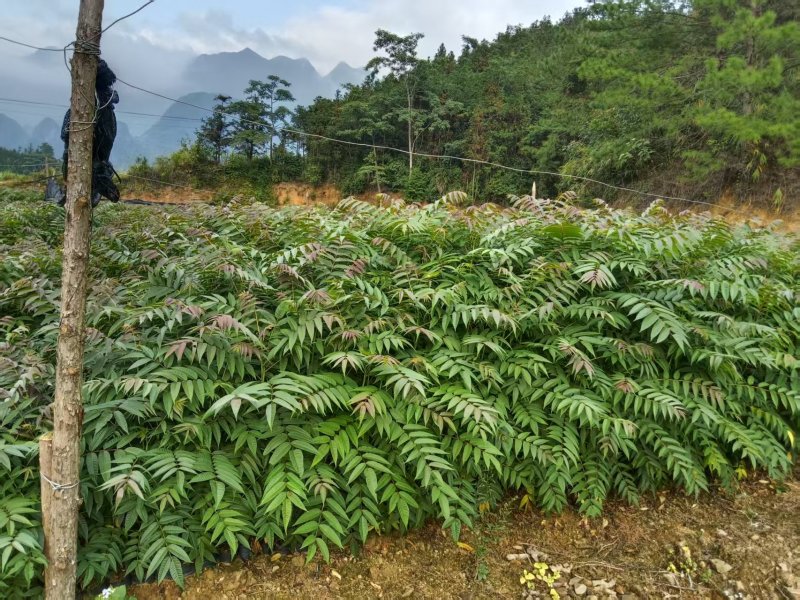 《香椿苗》贵州基地直发对接全国成活率高提供技术指导
