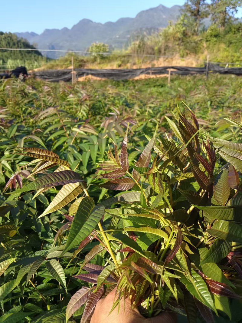《香椿苗》贵州基地直发对接全国成活率高提供技术指导