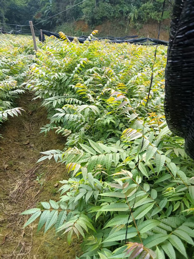 《香椿苗》贵州基地直发对接全国成活率高提供技术指导