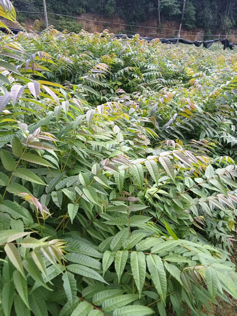 《香椿苗》贵州基地直发对接全国成活率高提供技术指导