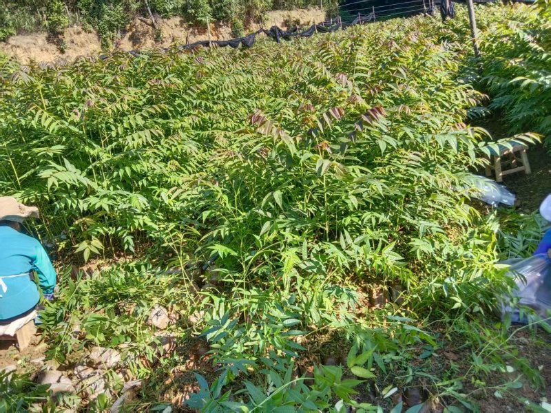 《香椿苗》贵州基地直发对接全国成活率高提供技术指导