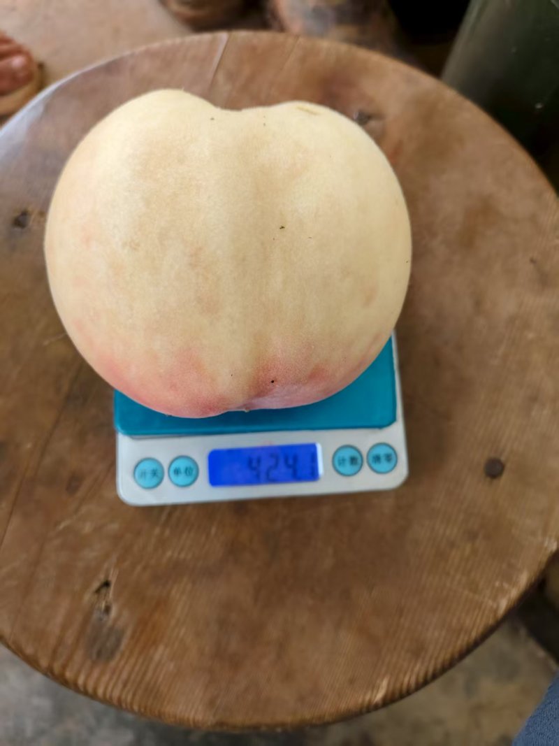 中桃12号，个头漂亮，口感巴适