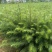 杉木小苗20~40cm基地直发提供技术指导成活率高对接