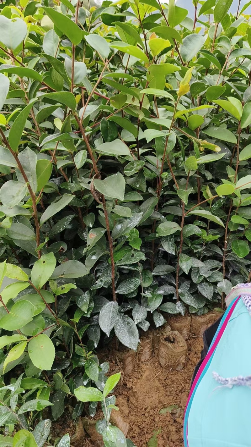 《油茶苗》贵州苗木基地