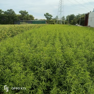 中桃24。中桃25朱砂红桃树苗。个头大耐运输