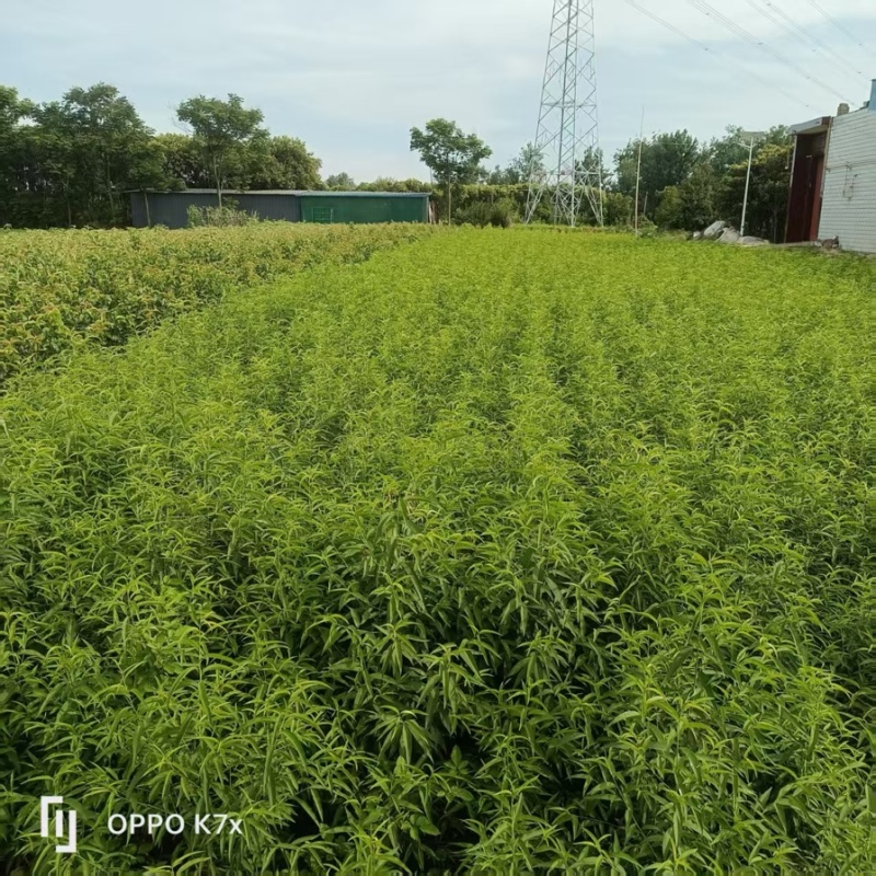 中桃24。中桃25朱砂红桃树苗。个头大耐运输