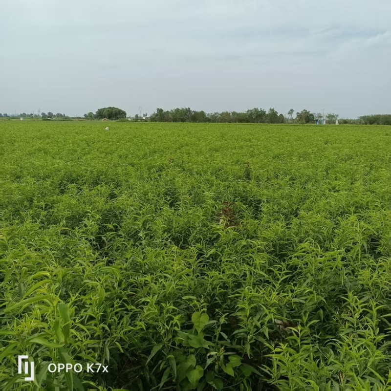 中桃24。中桃25朱砂红桃树苗。个头大耐运输