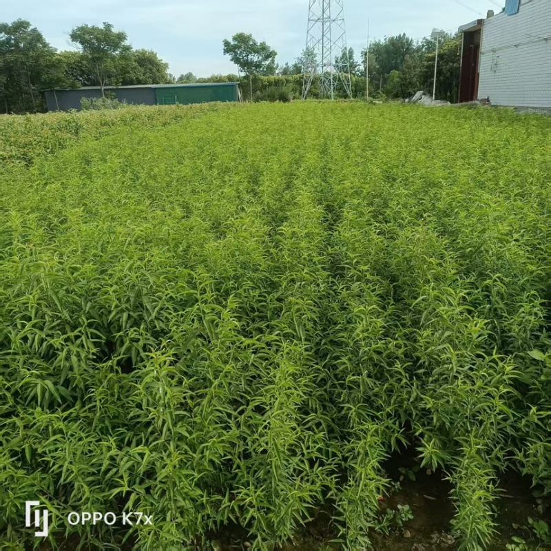 中桃24。中桃25朱砂红桃树苗。个头大耐运输
