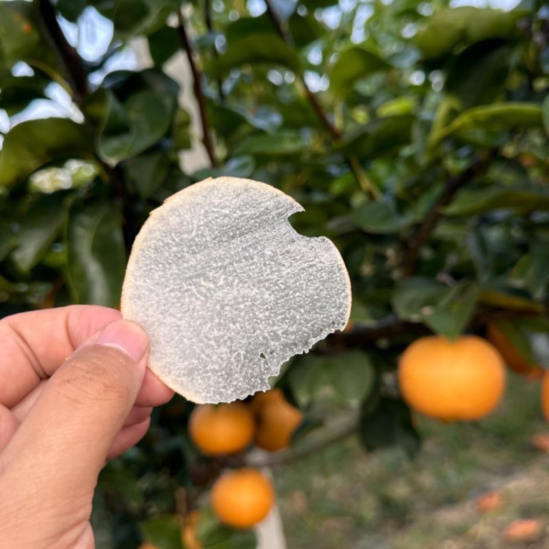 秋月梨山东秋月梨现摘现发个大皮薄量大从优代发全国