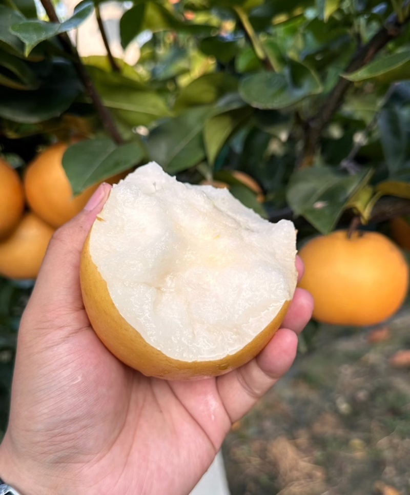 秋月梨山东秋月梨现摘现发个大皮薄量大从优代发全国