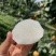 秋月梨山东秋月梨现摘现发个大皮薄量大从优代发全国