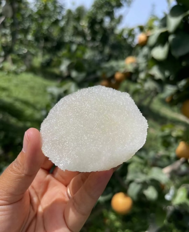 秋月梨山东秋月梨现摘现发个大皮薄量大从优代发全国