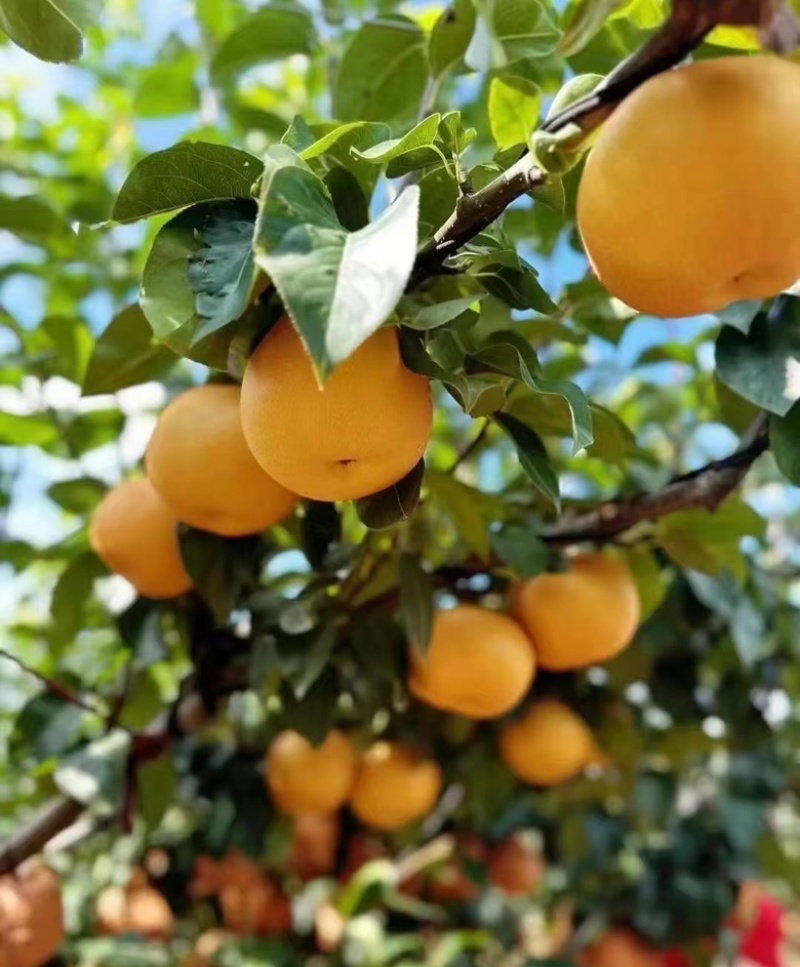 秋月梨山东秋月梨现摘现发个大皮薄量大从优代发全国