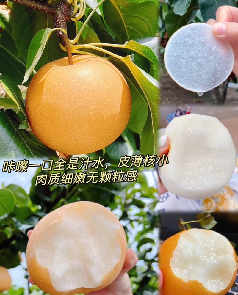 秋月梨山东秋月梨现摘现发个大皮薄量大从优代发全国