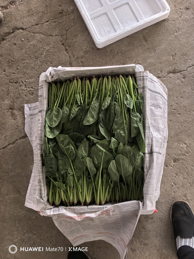 两排精品菠菜
