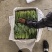 两排精品菠菜