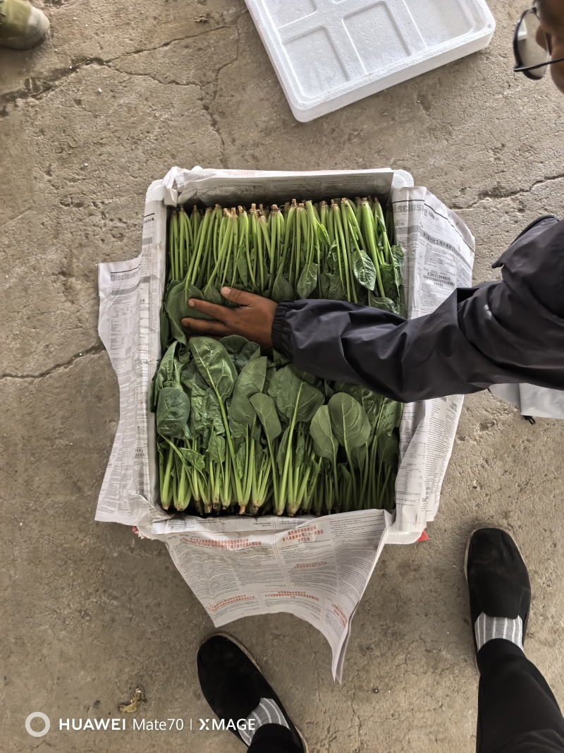 两排精品菠菜