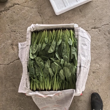 两排精品菠菜