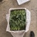 两排精品菠菜