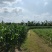 周口糯玉米，精品白玉米，太康精品糯玉米批发