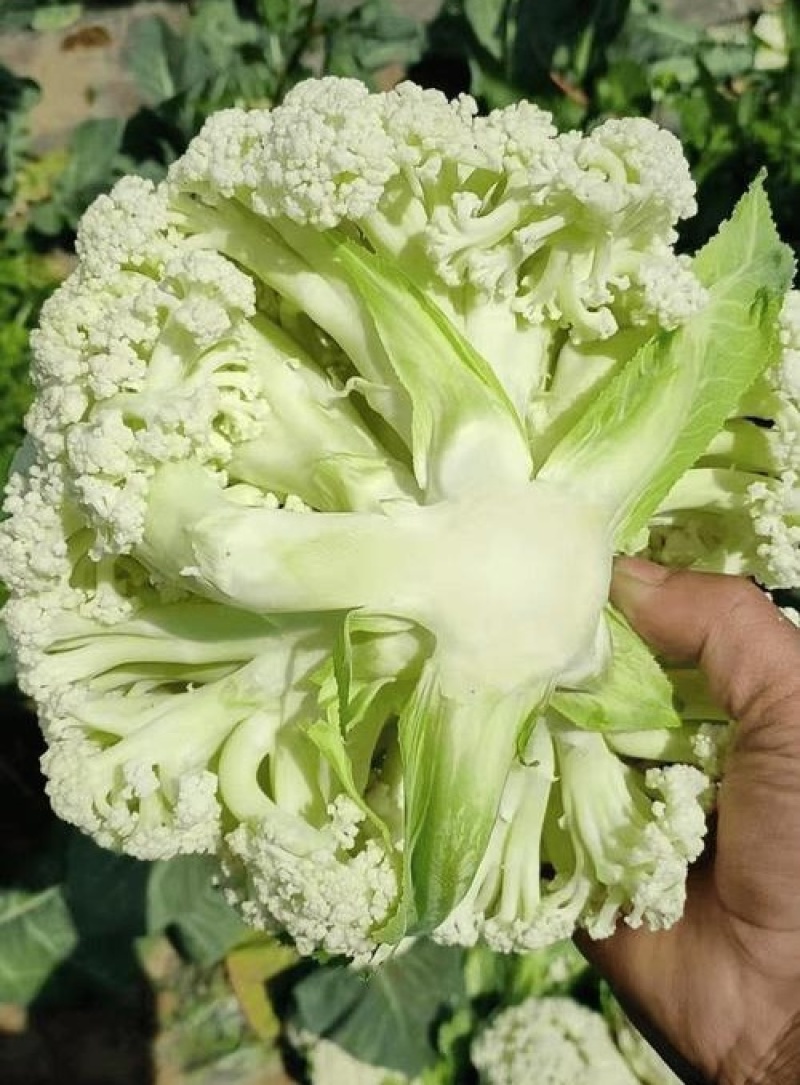 松花菜&白面青梗/产地大量现货供应中/全国发货/欢迎来电