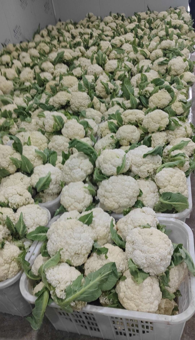 松花菜&白面青梗/产地大量现货供应中/全国发货/欢迎来电