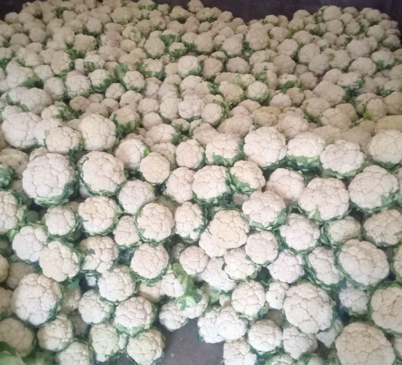 松花菜&白面青梗/产地大量现货供应中/全国发货/欢迎来电