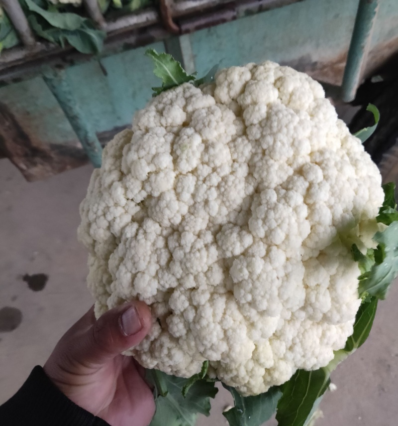 松花菜&白面青梗/产地大量现货供应中/全国发货/欢迎来电
