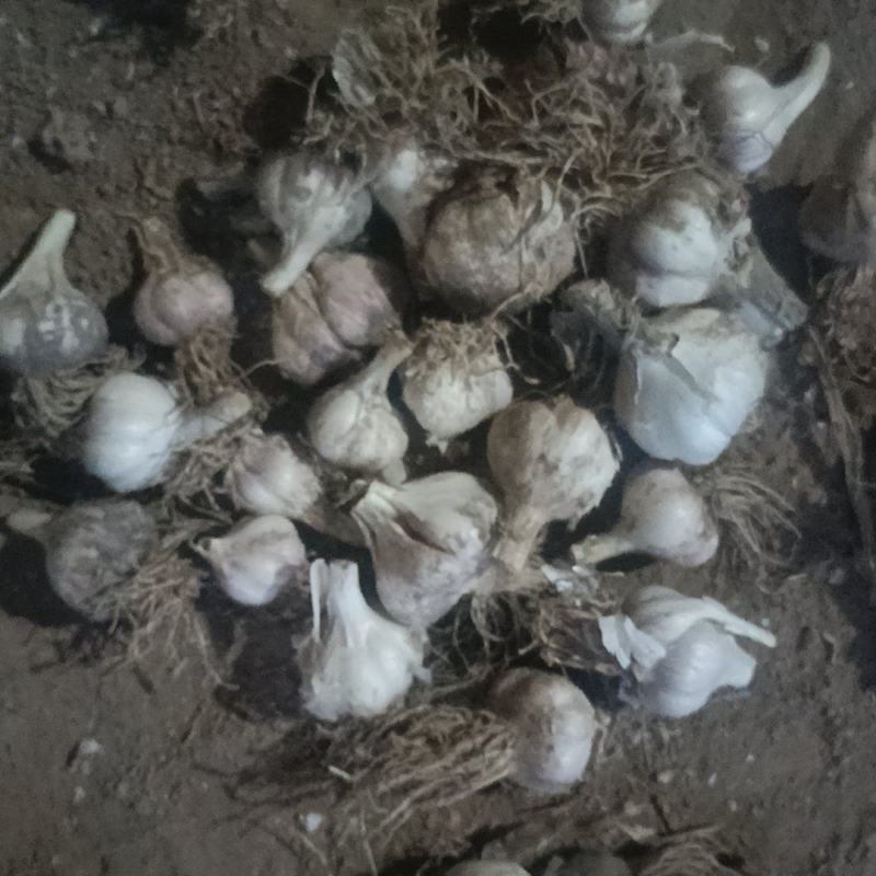 江苏盐城，蒜头，蒜办，用于种子，脱水，炸油，欢迎光临