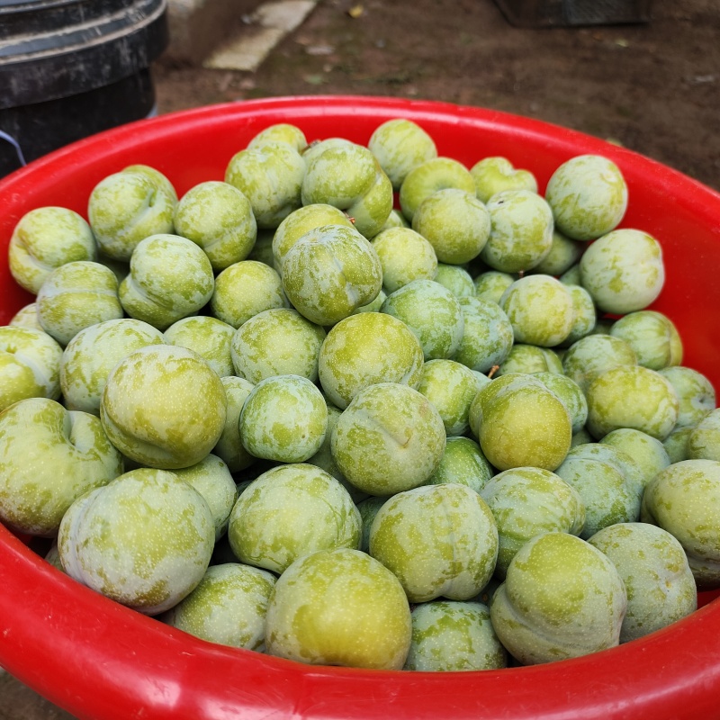 青脆李大量上市