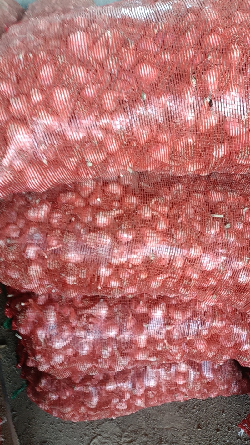 江苏盐城，蒜头，蒜办，用于种子，脱水，炸油，欢迎光临