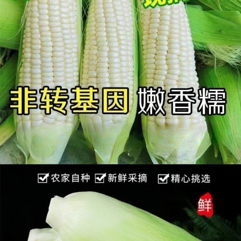 白色糯玉米