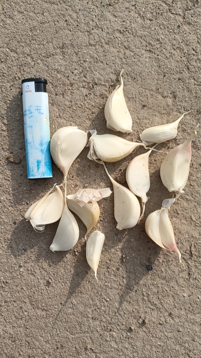 江苏盐城，蒜头，蒜办，用于种子，脱水，炸油，欢迎光临