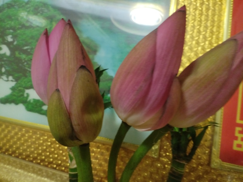 莲蓬莲子荷花，藕带蒲菜品种多，价格优。需要联系我。