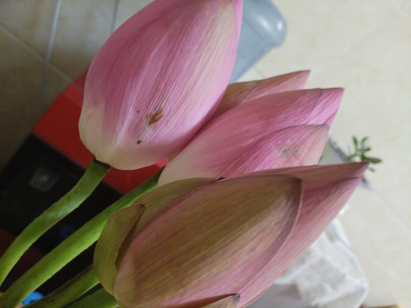 莲蓬莲子荷花，藕带蒲菜品种多，价格优。需要联系我。