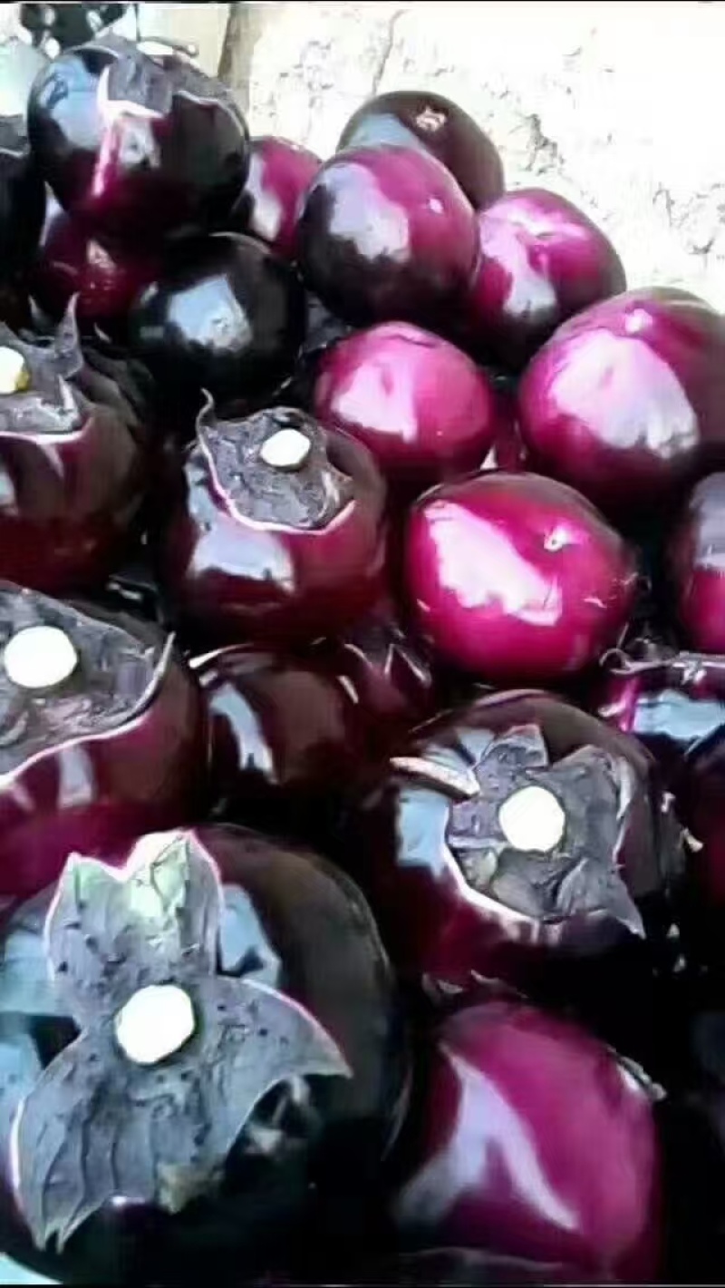紫光圆茄大量有货规格齐全量大从优保质保量欢迎来电