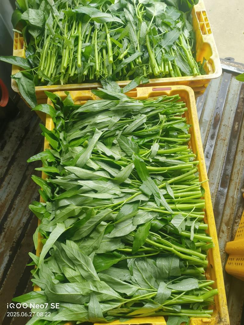 现货，柳叶空心菜，量大从优，货源稳定！