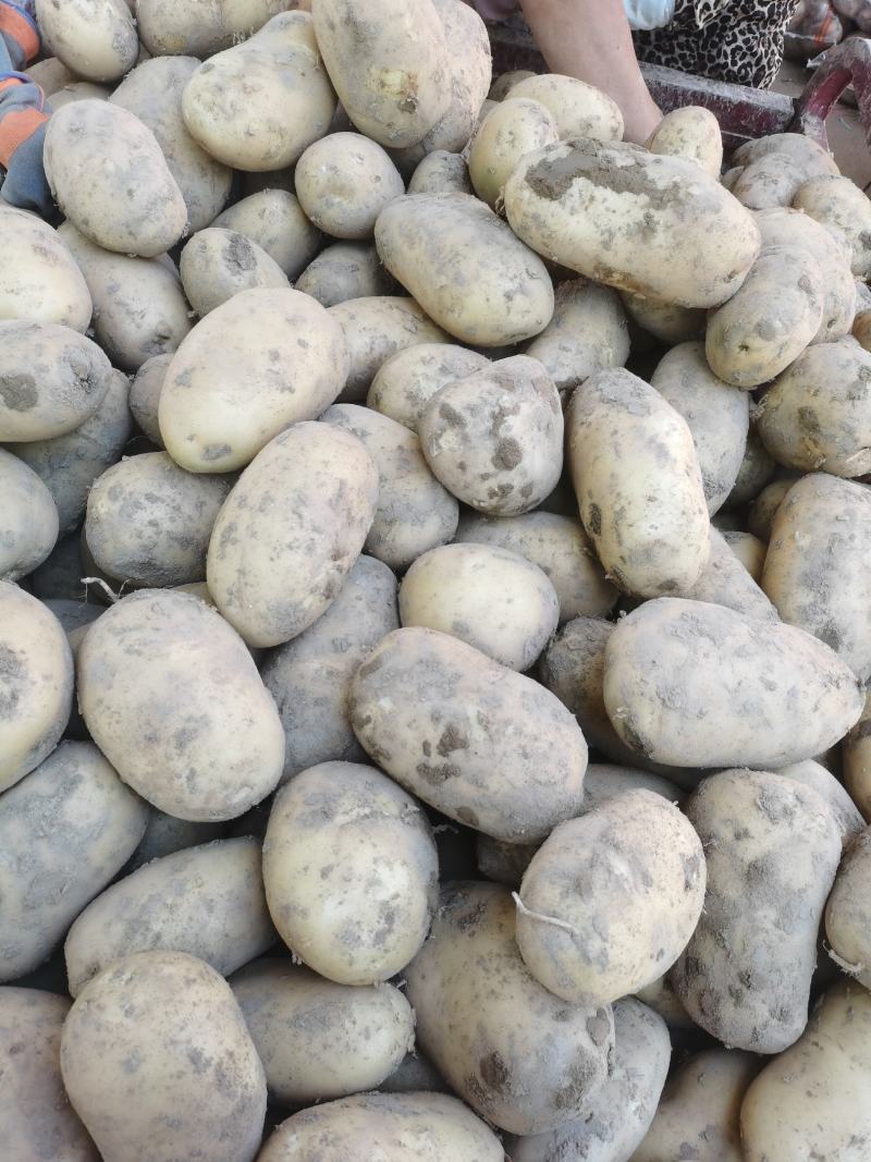 黄心，白心大量上市