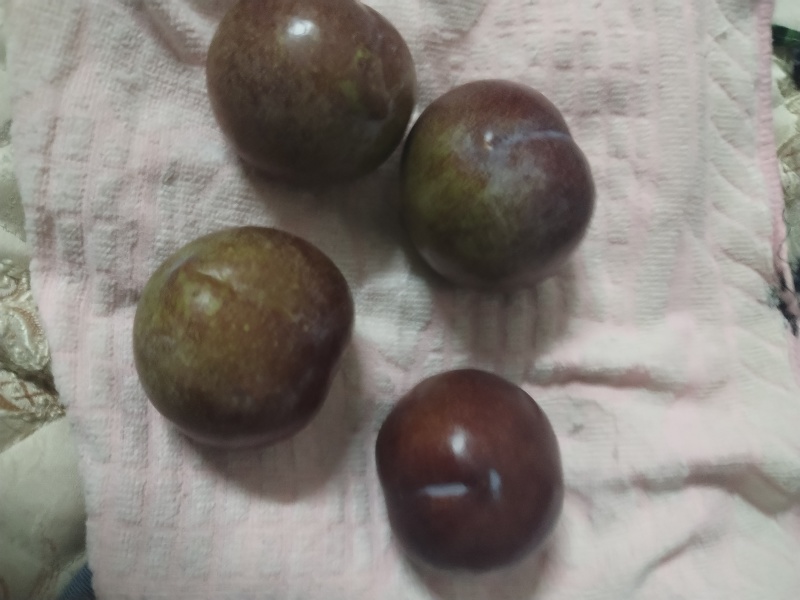 大红袍李子欢迎来购量大优先