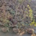 映山红苗