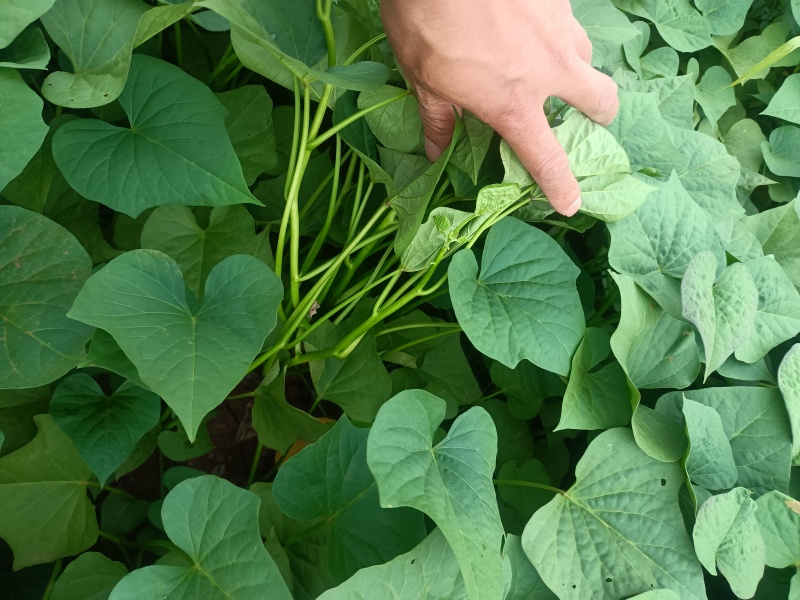 鲜红薯叶，红薯茎