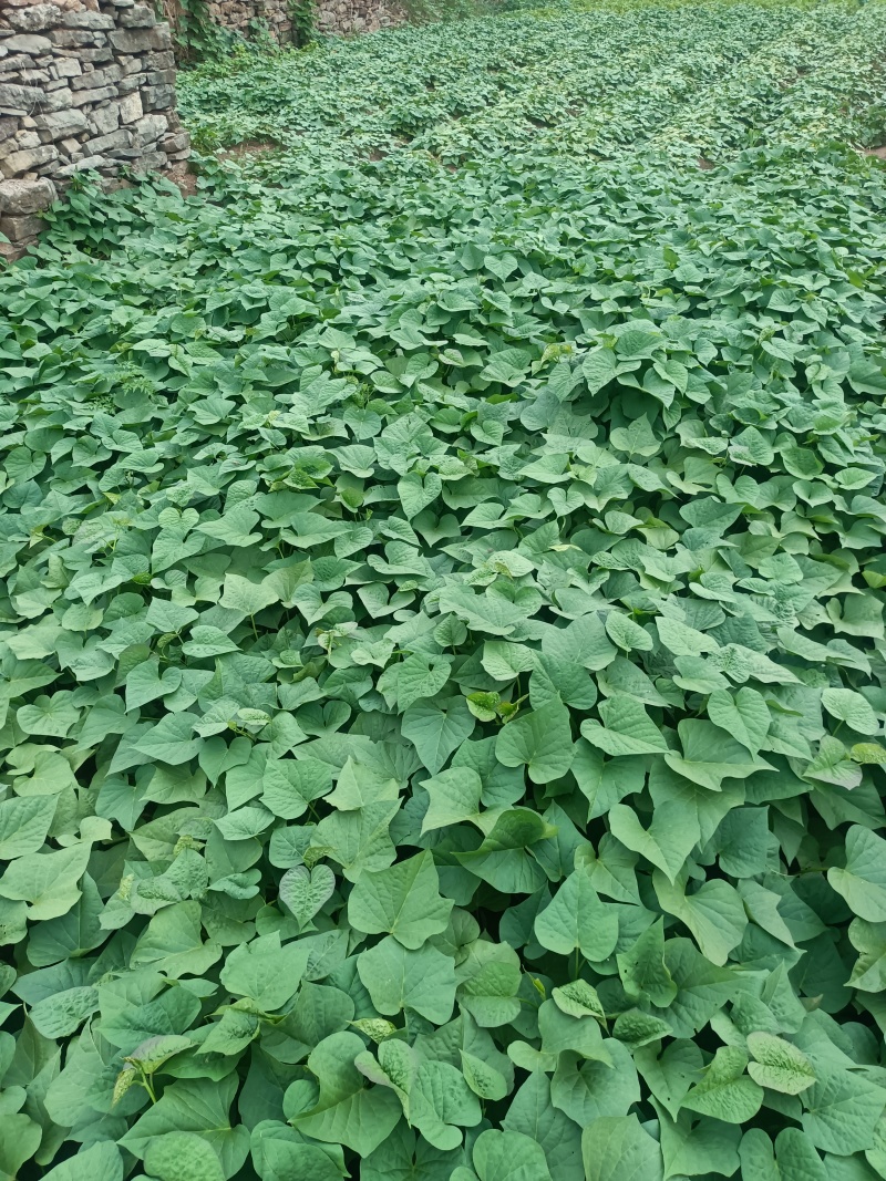 鲜红薯叶，红薯茎