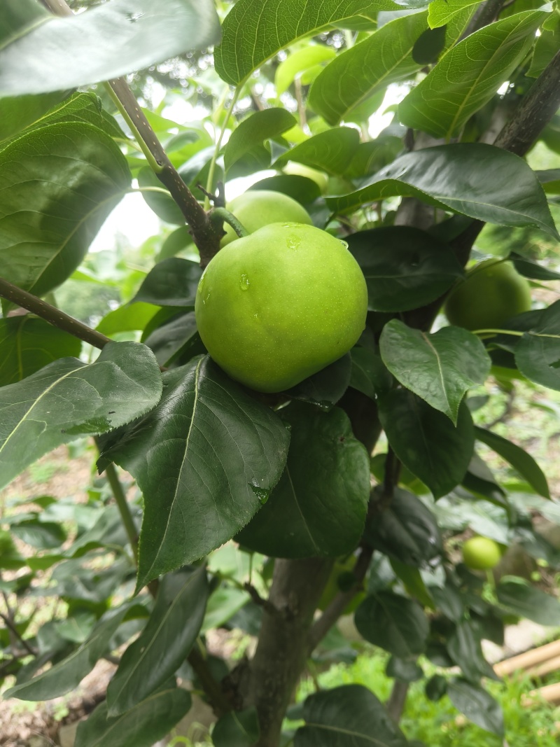 翠玉梨