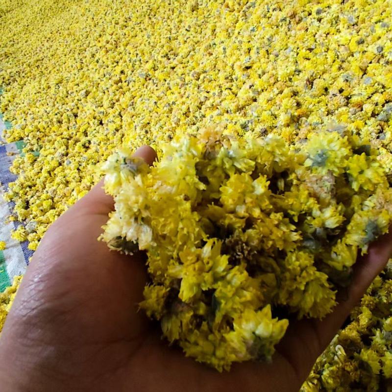 野葱花黄葱花
