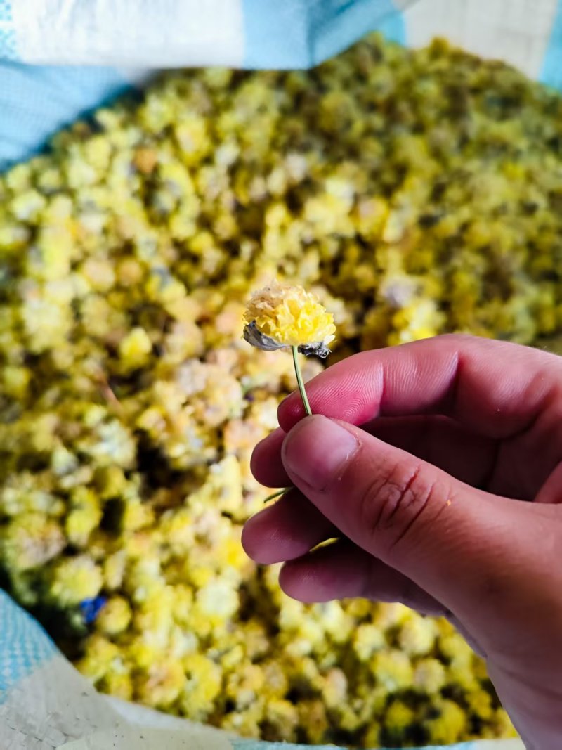 野葱花黄葱花