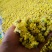 野葱花黄葱花