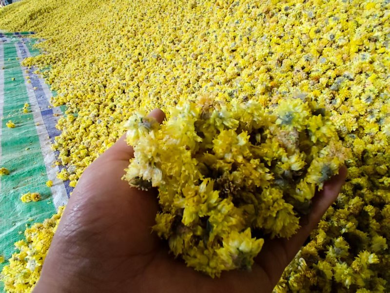 野葱花黄葱花