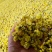 野葱花黄葱花